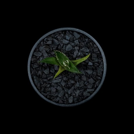 アガベ チタノタ フィリグリー (圓葉拇指) / Agave titanota ‘Filigree’ #4