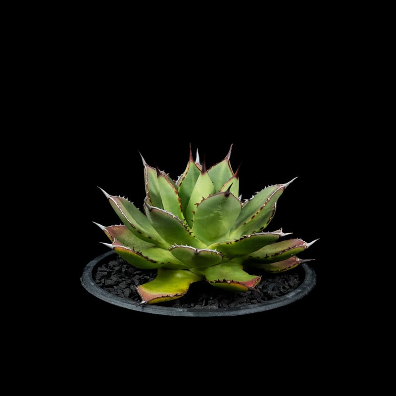 アガベ 兜蟹×笹の雪 / Agave isthmensis 'Kabutogani' × vi