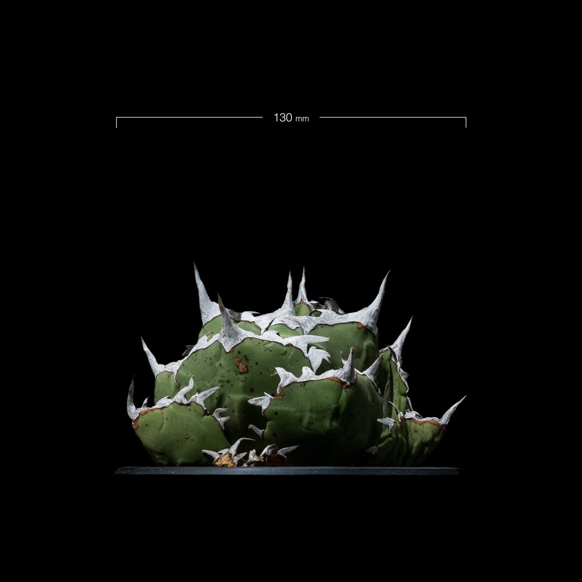 アガベ チタノタ 螃蟹 / Agave titanota 'Crab' #1 | Ducks アガベ チタノタ 螃蟹 / Agave titanota 'Crab' #1 | Ducks