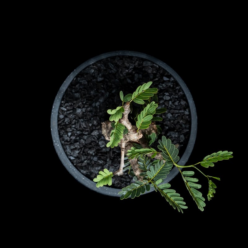 センナ メリディオナリス / Senna meridionalis #4 | Ducks (