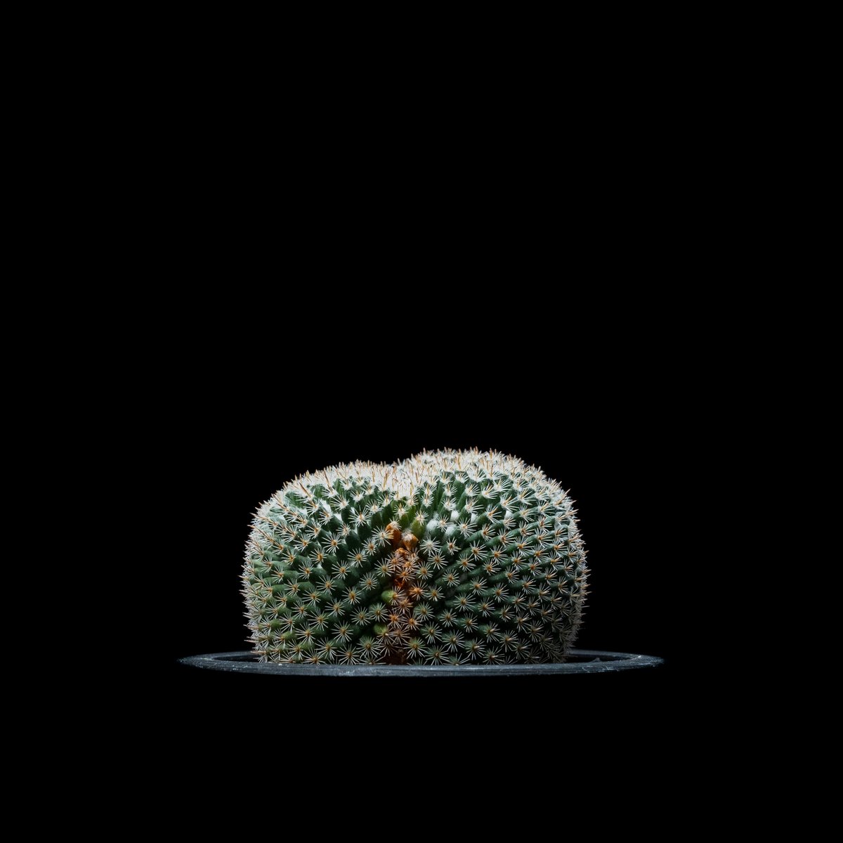 マミラリア 大福丸 / Mammillaria perbella #1 | Ducks ( p