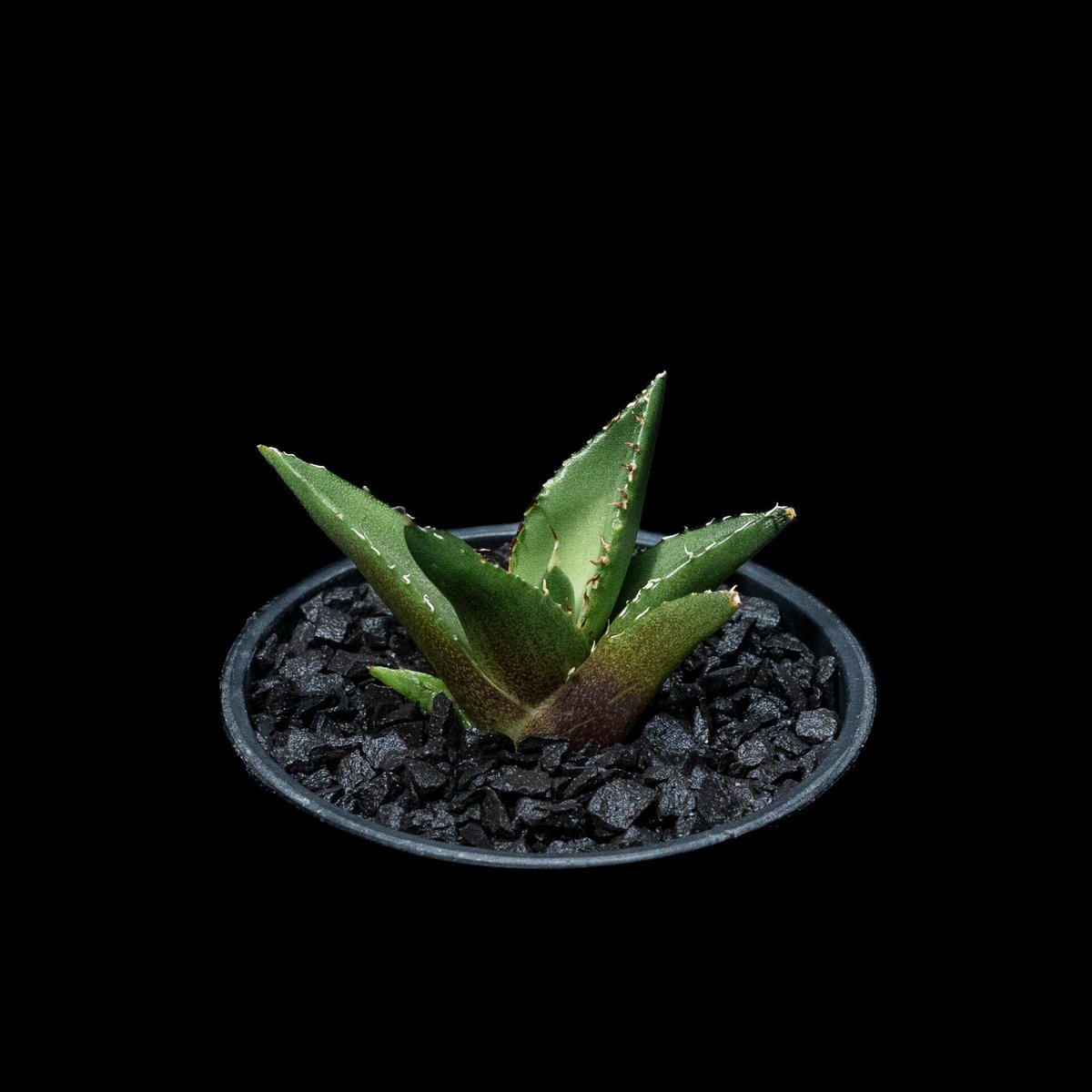 アガベ チタノタ ハデス / Agave titanota 'Hades' #4 | D