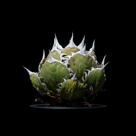 アガベ チタノタ 鯊魚劍 / Agave titanota ‘Shark Sword’ #1