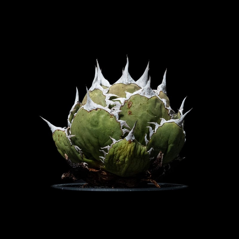 アガベ チタノタ 鯊魚劍 / Agave titanota 'Shark Sword' #1