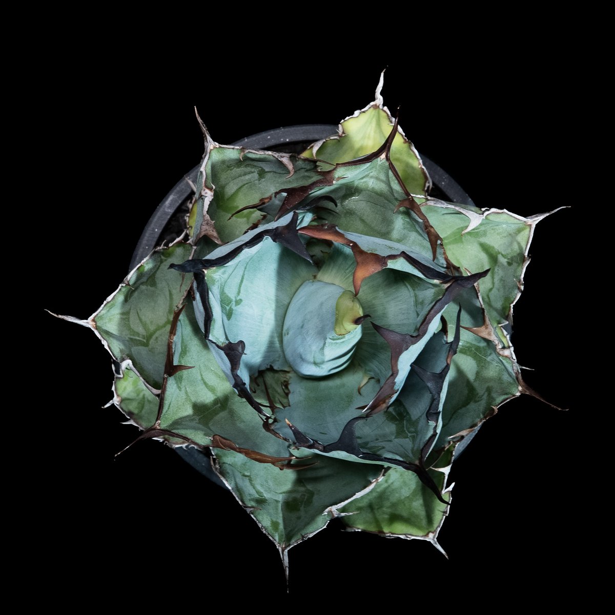 アガベ チタノタ ブラック&ブルー / Agave titanota 'Black & Blu