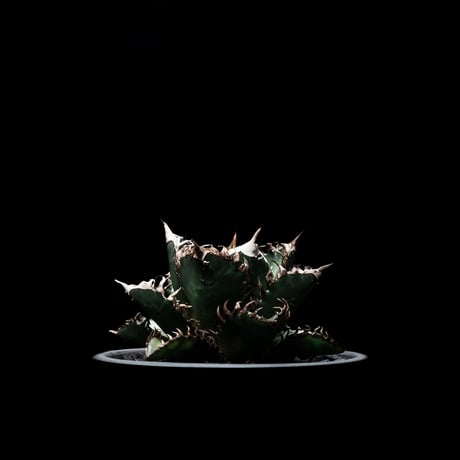 アガベ チタノタ レッド・キャットウィーズル  / Agave titanota ‘Red Catweazle’ #2