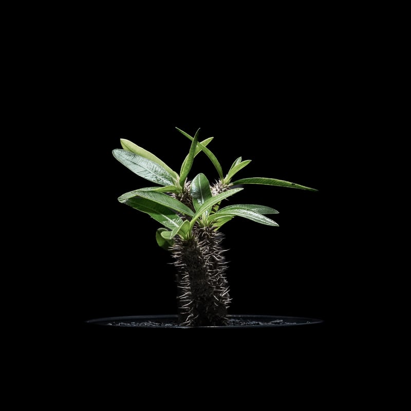n*3様 Pachypodium makayense パキポディウム　マカイエン パキポディウム マカイエンセ Pachypodium makayense No.3 | man