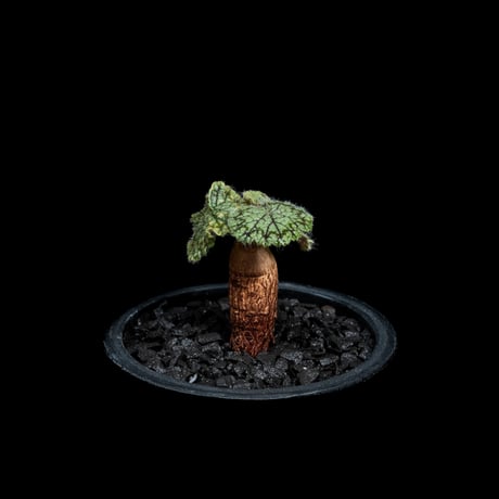ペラルゴニウム バークリー / Pelargonium barklyi #3