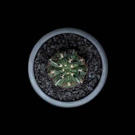 ギムノカリキウム バッテリー / Gymnocalycium vatteri