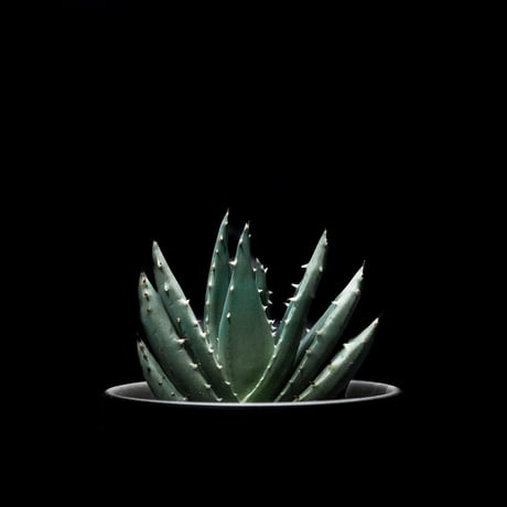 アロエ ペグレラエ / Aloe peglerae #1