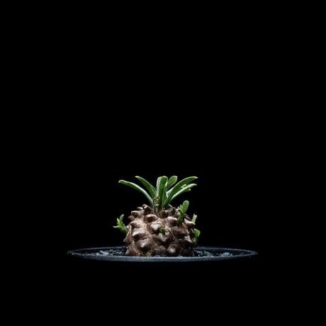 ユーフォルビア 峨眉山 / Euphorbia ‘Gabizan’ #4