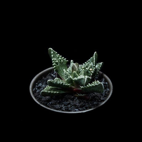 フォーカリア 荒波 / Faucaria tuberculosa ‘Aranami’
