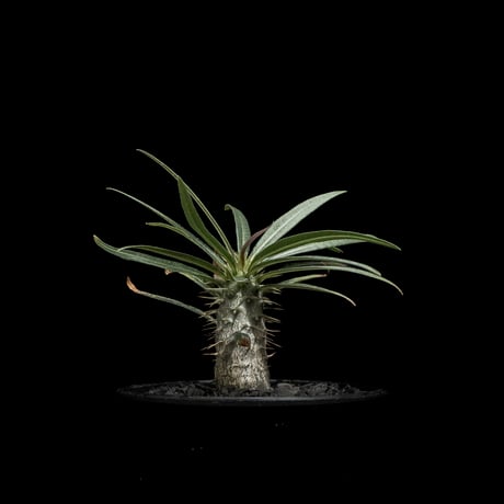 パキポディウム グラキリス / Pachypodium rosulatum var. gracilius #59