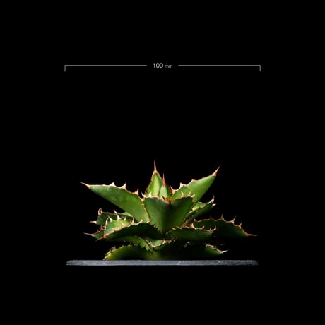 アガベ チタノタ 萬代厳竜 / Agave lophantha × titanota #1