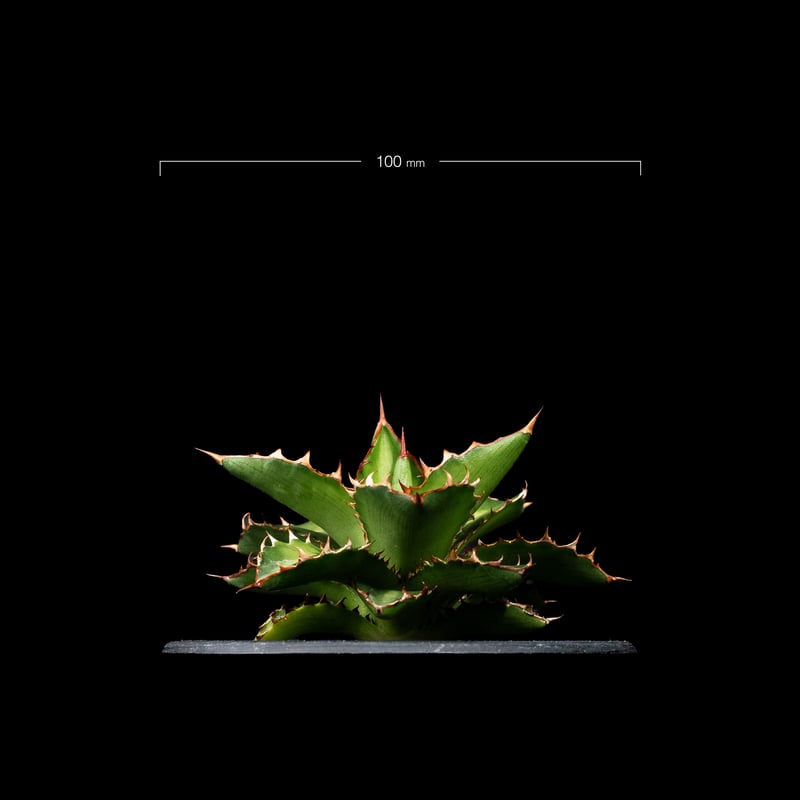 アガベ チタノタ 萬代厳竜 / Agave lophantha × titanota #1 | アガベ チタノタ 萬代厳竜 / Agave lophantha × titanota #1 |