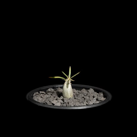 パキポディウム グラキリス / Pachypodium rosulatum var. gracilius #63