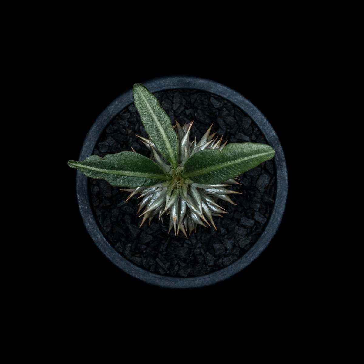 パキポディウム エブレネウム Pachypodium eburneum ② パキポディウム エブレネウム / Pachypodium eburneum #2 | Duck