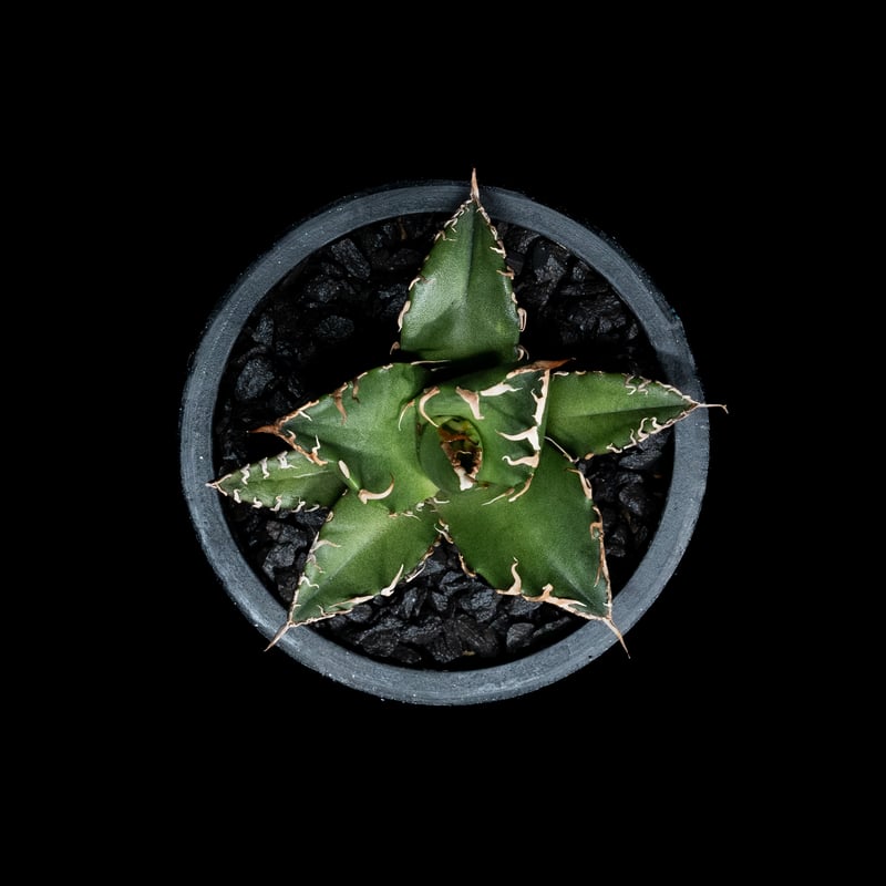 アガベチタノタシーザーlize産発根済子株