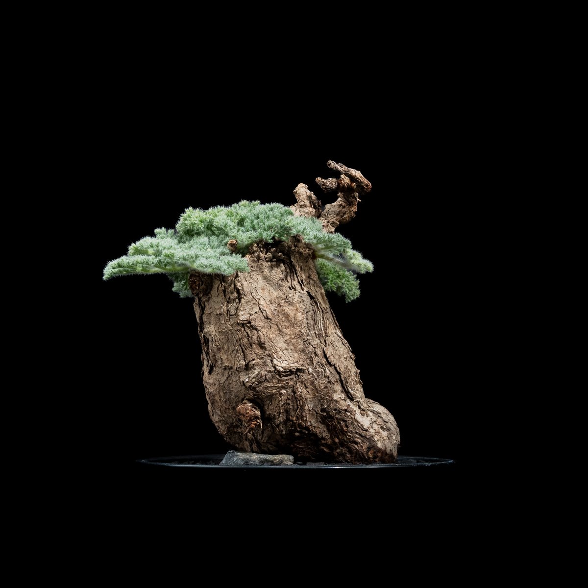 大型 Pelargonium triste ペラルゴニウム トリステ 鉢付発送 ペラルゴニウム トリステ 鉢付発送 Pelargonium triste ペラルゴニウム