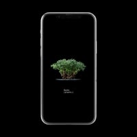 【スマホ壁紙】ペラルゴニウム ヒストリクス