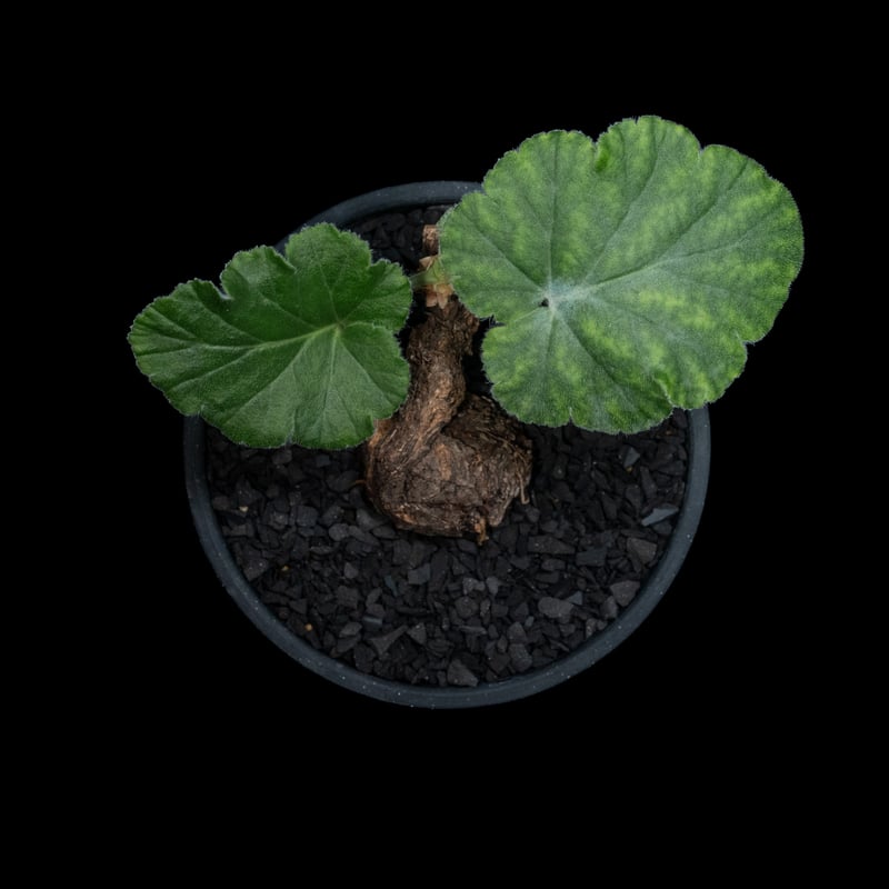 ペラルゴニウム ロバツム / Pelargonium lobatum #1 | Ducks (
