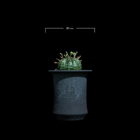 ユーフォルビア バリダ / Euphorbia meloformis ssp. valida #6