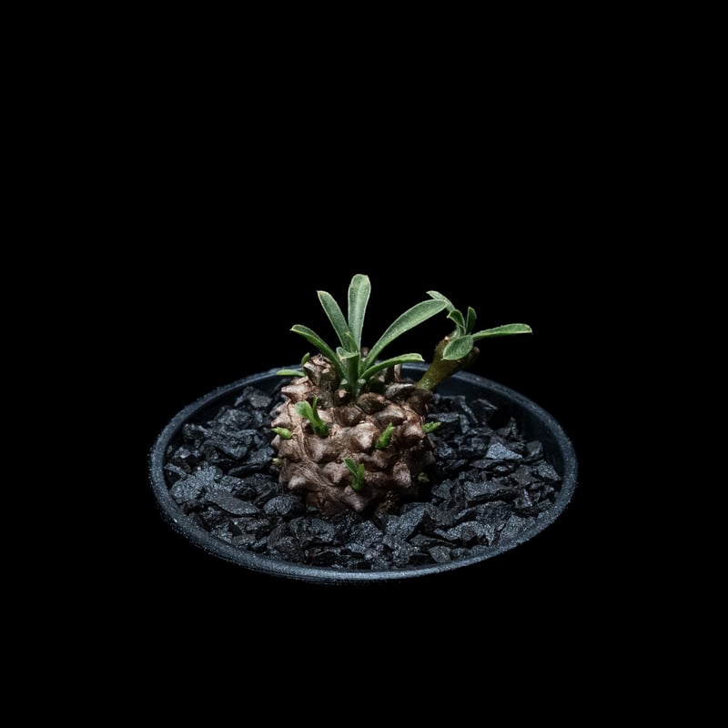 ユーフォルビア 峨眉山 / Euphorbia 'Gabizan' #4 | Ducks (