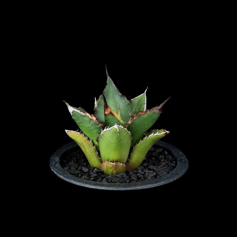 アガベ チタノタ 黒火焔 / Agave titanota 'Black Fire' #7 |
