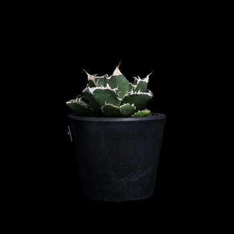 アガベ チタノタ 南アフリカダイヤモンド / Agave titanota 'South Africa Diamond'#12