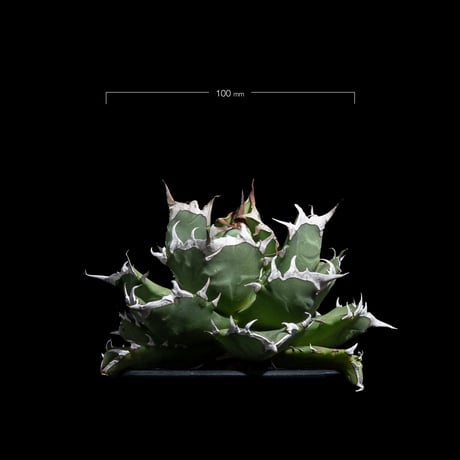 アガベ チタノタ 姫厳竜 / Agave titanota ‘Dwarf’ #18