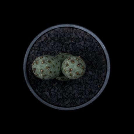テフロカクタス ゲオメトリクス / Tephrocactus geometricus #2