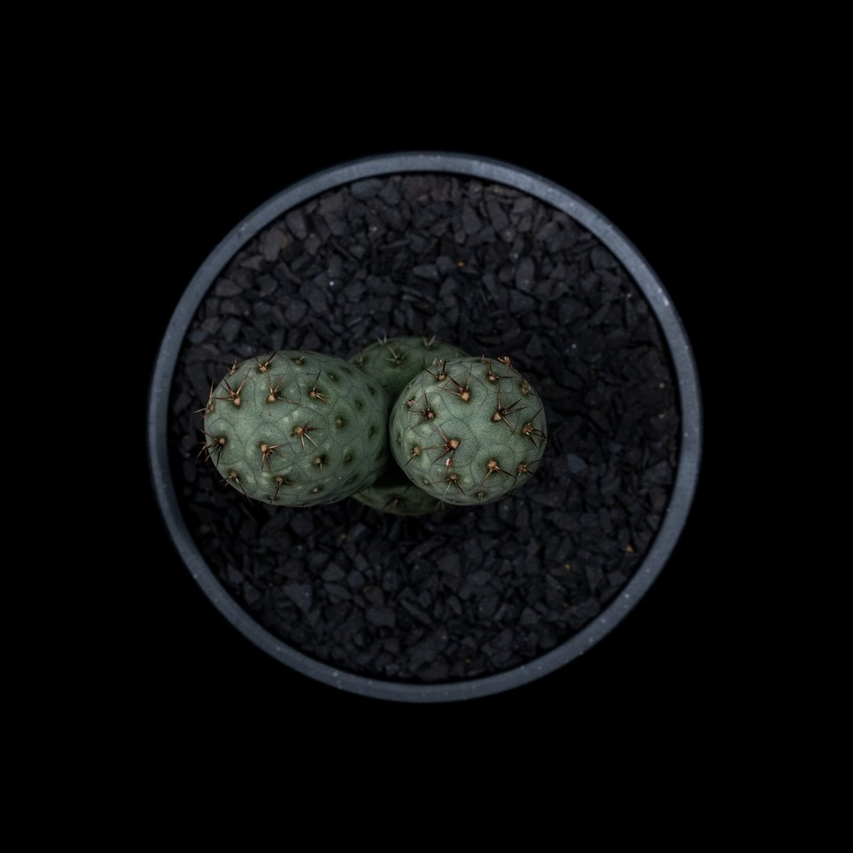 テフロカクタス ゲオメトリクス / Tephrocactus geometricus #2 |