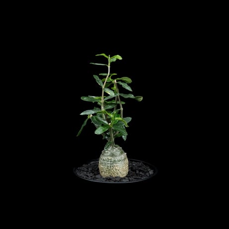 フォッケア エデュリス / Fockea edulis #6