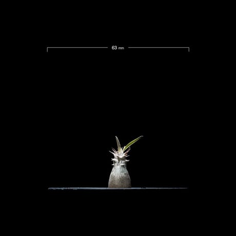 パキポディウム グラキリス / Pachypodium rosulatum var. gracilius #9