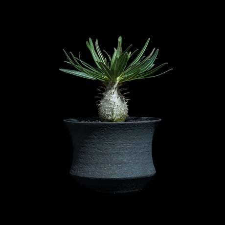 パキポディウム グラキリス / Pachypodium rosulatum var. gracilius #92