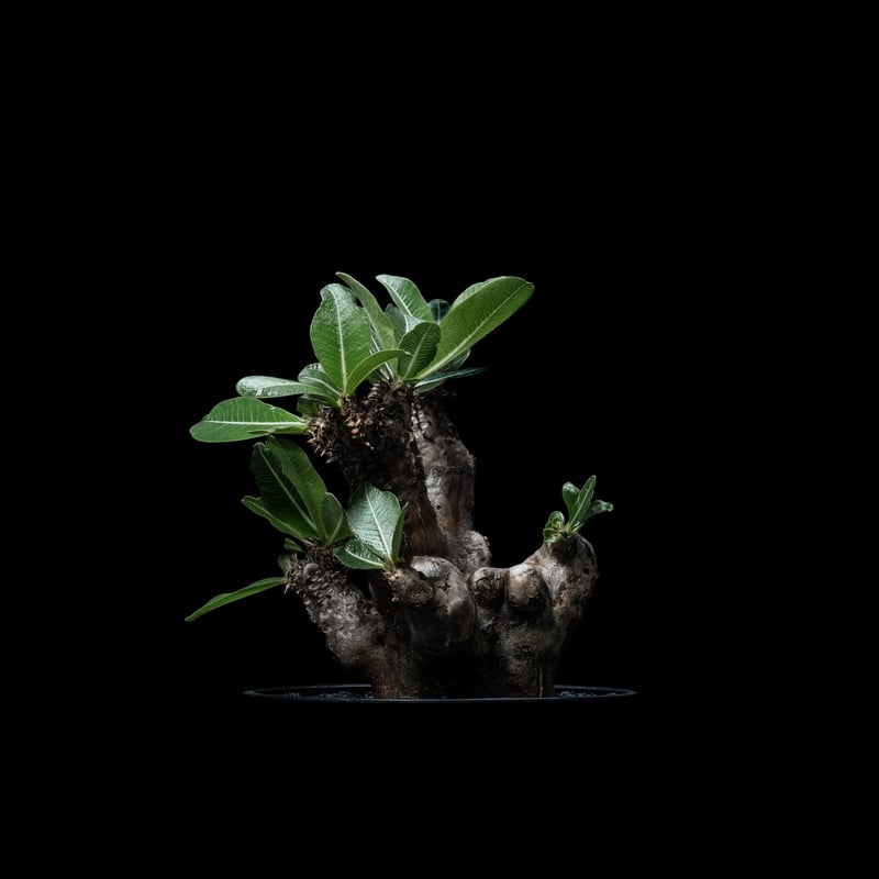 パキポディウム エニグマティクム　発根済み パキポディウム エニグマティクム / Pachypodium enigmaticum no