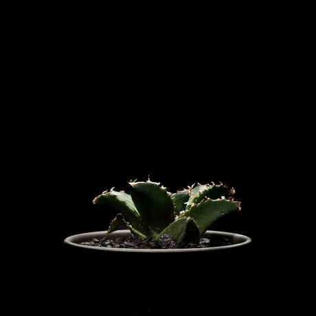 アガベ・チタノタ 夕映厳竜 / Agave titanota ‘Solar Eclipse’ #2