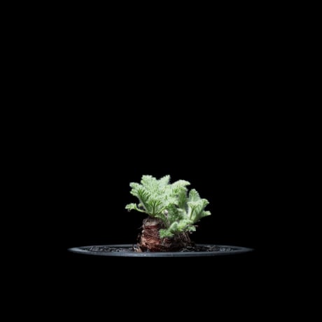 ペラルゴニウム アッペンディクラツム / Pelargonium appendiculatum #3