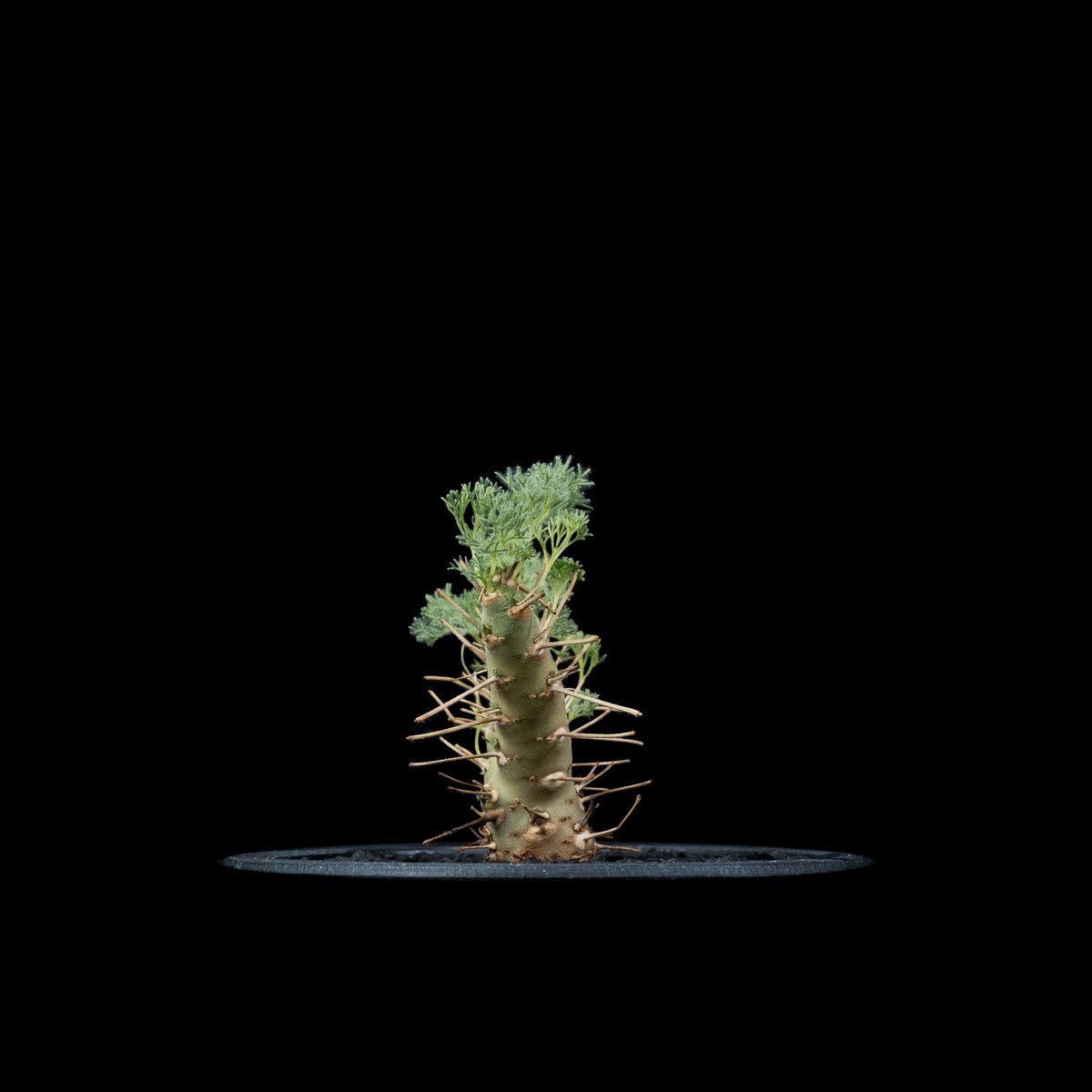 モンソニア ヘレー / Monsonia herrei #1 | Ducks ( plants. )