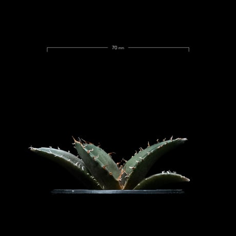 アガベ チタノタ 白鯨 / Agave titanota ‘White Whale’ #52