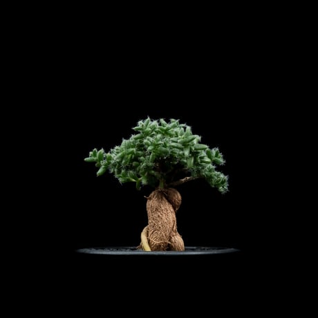 トリコディアデマ ブルボスム / Trichodiadema bulbosum #3
