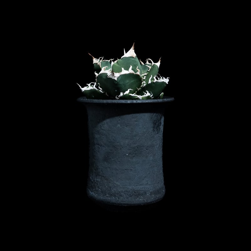 アガベ チタノタ 南アフリカダイヤモンド / Agave titanota 'South