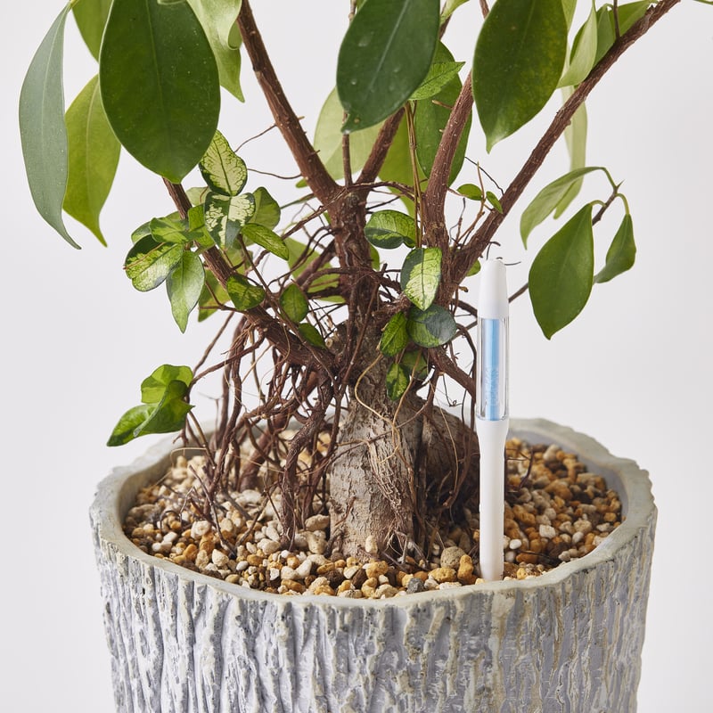 SUStee サスティー 水やりチェッカー | Ducks ( plants. )
