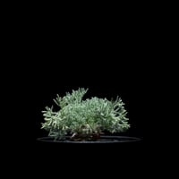 モンソニア ペニクリナム / Monsonia peniculina #4
