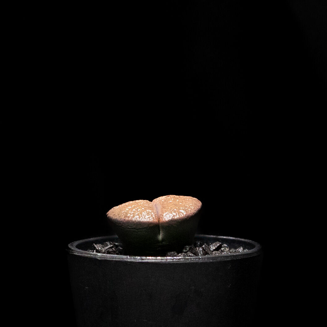 リトープス 紫褐紫勲玉 / Lithops lesliei var.rubrobrunnea リトープス 紫褐紫勲玉 / Lithops lesliei var.rubrobrunnea
