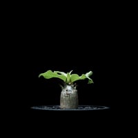 パキポディウム レアリー / Pachypodium Lealii #1
