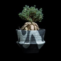 プテロディスクス スペシオーサス / Pterodiscus speciosus #1