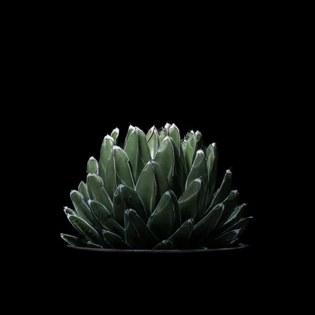 アガベ 笹の雪 / Agave victoriae-reginae
