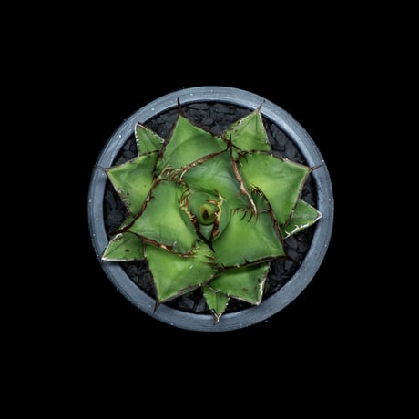 アガベ チタノタ 熊猫 / Agave titanota 'Panda' #4