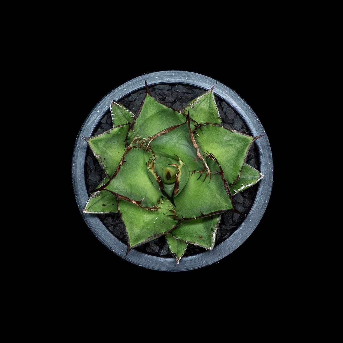 アガベ　チタノタ　熊猫　パンダ アガベ チタノタ 熊猫 ⁄